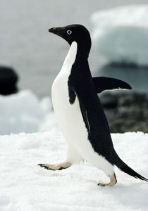 An adelie penguin goes for a jaunt. Image courtesy of National Geographic.