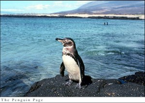 A galapagos penguin surveys its environs. Image courtesy of the Penguin Page.